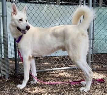 Rescue Husky and Mixed Breed Dogs for Adoption in West Chester, Pennsylvania - Ghost | PetCurious