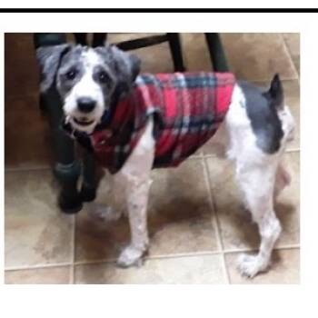 Rescue Schnauzer and Mixed Breed Dogs for Adoption in Shorewood, Illinois - Ozzie | PetCurious