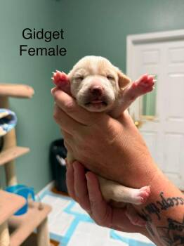 Gidget -  Corgi Dog for Adoption in Elkton, Maryland - Gidget | PetCurious
