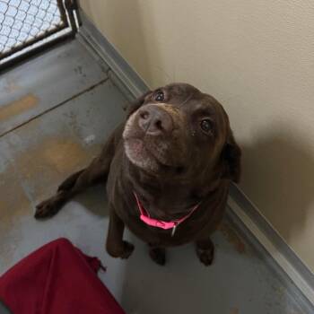 Labrador Retriever and Mixed Breed Dogs Available for Adoption in Middleburg, Florida - Zuma 28470 | PetCurious