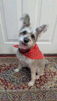 Pink Lemonade -  Schnauzer Dog for Adoption in Wayne, New Jersey - Pink Lemonade | PetCurious