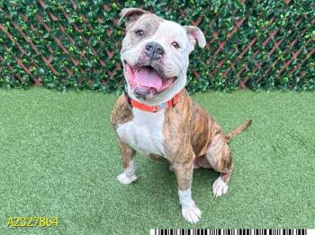 Mixed Breed Dogs Available for Adoption - HERSCHEL | PetCurious