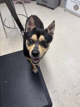 German Shepherd Dog and Mixed Breed Dogs Available for Adoption - SUN BEAR | PetCurious