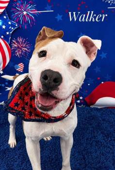 Mixed Breed Dogs Available for Adoption in Flint, Michigan - Walker | PetCurious