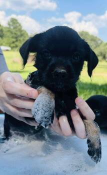 Rescue Shih Tzu Dogs for Adoption in Plano, Texas - Palestine Litter | PetCurious