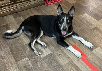 Rescue Mixed Breed and German Shepherd Dog Dogs for Adoption in Houston, Texas - Arcee! The Sweetheart! | PetCurious