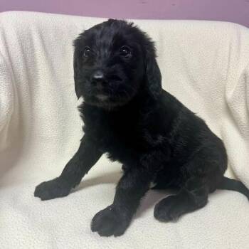 Plot -  Standard Poodle and Black Labrador Retriever Dog for Adoption in Carencro, Louisiana - Plot | PetCurious