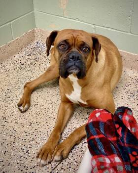 Boxer Dogs Available for Adoption in Monticello, New York - Sweet Pea | PetCurious