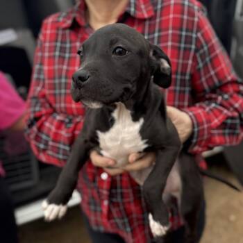 Pit Bull Terrier Dogs Available for Adoption - Fire Ant | PetCurious