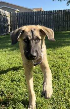 Tomato -  Anatolian Shepherd Dog for Adoption in Cheektowaga, New York - Tomato | PetCurious