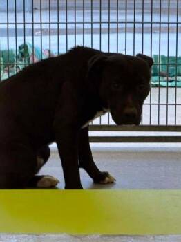 Retriever and Pit Bull Terrier Dogs Available for Adoption - Lonny | PetCurious