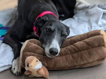 Greyhound Dogs Available for Adoption - Lisbon | PetCurious
