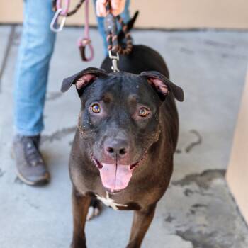 Pit Bull Terrier Dogs Available for Adoption in Oakland, California - Magic | PetCurious