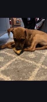 Mixed Breed Dogs Available for Adoption - Nugget | PetCurious