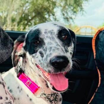 Dottie -  Dalmatian Dog for Adoption in League City, Texas - Dottie | PetCurious