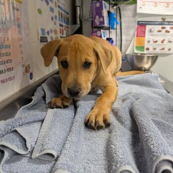 Mixed Breed and Labrador Retriever Dogs Available for Adoption in League City, Texas - Flynn Rider | PetCurious