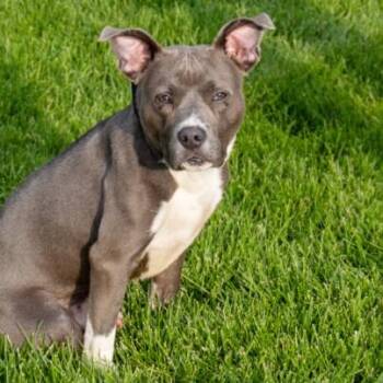 GROOVY -  Pit Bull Terrier and Mixed Breed Dog for Adoption in St. Louis, Missouri - GROOVY | PetCurious
