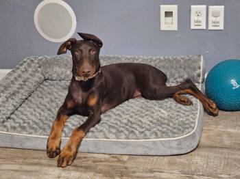 Rescue Doberman Pinscher Dogs for Adoption in Nashville, Tennessee - Maggie | PetCurious