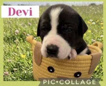 Great Dane Dogs Available for Adoption in Santa Clarita, California - Devi | PetCurious