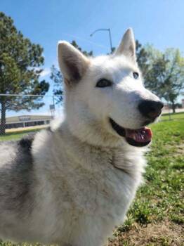 Lyka -  Siberian Husky and Mixed Breed Dog Available for Adoption in Scottsbluff, Nebraska - Lyka | PetCurious