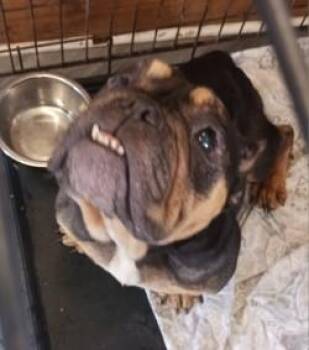 Big Mama Girly -  American Bulldog and Mixed Breed Dog for Adoption in West Memphis, Arkansas - Big Mama Girly | PetCurious
