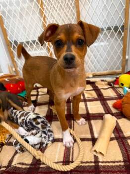 Sienna -  Chihuahua and Mixed Breed Dog for Adoption in Orlando, Florida - Sienna | PetCurious