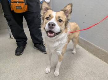 HOLLY -  Australian Shepherd and Mixed Breed Dog for Adoption in Las Vegas, Nevada - HOLLY | PetCurious