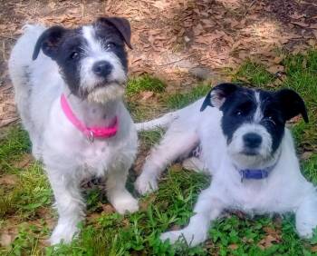 Jack Russell Terrier and Shih Tzu Dogs Available for Adoption - Penelope And Violet(Double Your Pleasure) | PetCurious