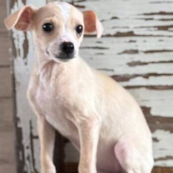 Chihuahua Dogs Available for Adoption in Carrollton, Texas - Calvin | PetCurious