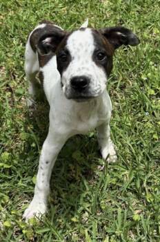 Fishy -  Pit Bull Terrier and Boxer Dog for Adoption in Watertown, Connecticut - Fishy | PetCurious