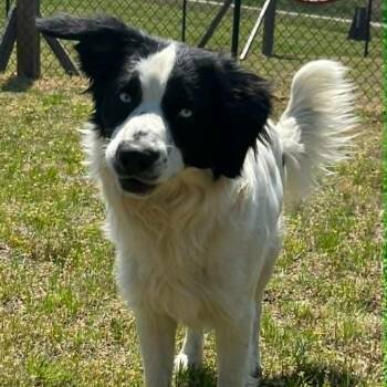 English Springer Spaniel Dogs Available for Adoption in Eastford, Connecticut - CT Julian | PetCurious