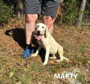 Labrador Retriever Dogs Available for Adoption in Washington, Georgia - Marty | PetCurious