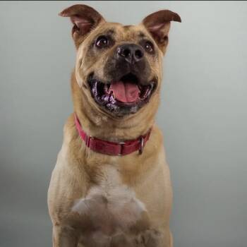 Rescue Mixed Breed Dogs for Adoption in Sarasota, Florida - Gio | PetCurious