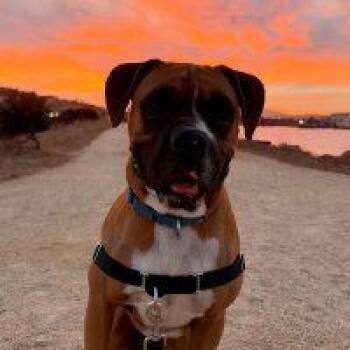 Rosco -  Boxer Dog for Adoption in Davis, California - Rosco | PetCurious