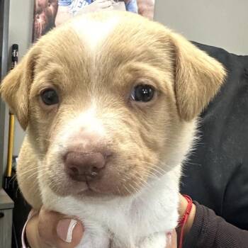 Mixed Breed Dogs Available for Adoption - Chandler | PetCurious