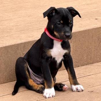 Bagel -  Catahoula Leopard Dog Dog for Adoption in Des Moines, Iowa - Bagel | PetCurious