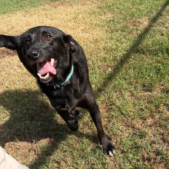 Gertie -  Black Labrador Retriever and Mixed Breed Dog for Adoption in Bend, Oregon - Gertie | PetCurious