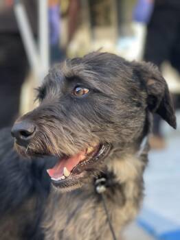 Rescue Schnoodle and Schnauzer Dogs for Adoption in Cupertino, California - PIPI | PetCurious