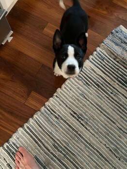 Tony -  Pit Bull Terrier and Mixed Breed Dog for Adoption in Calgary, Alberta - Tony | PetCurious