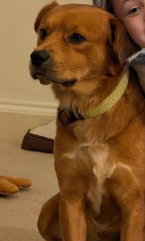Scrappy GDP -  Labrador Retriever Dog for Adoption in Dallas, Texas - Scrappy GDP | PetCurious