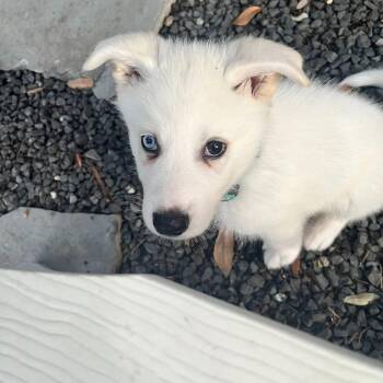 Stellan -  Husky and Cattle Dog Dog for Adoption in Tacoma, Washington - Stellan | PetCurious