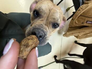 American Bulldog Dogs Available for Adoption - Penny | PetCurious