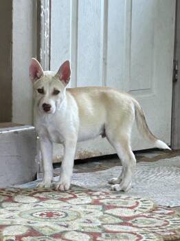 FROST -  Husky and Shepherd Dog for Adoption in Rossford, Ohio - FROST | PetCurious
