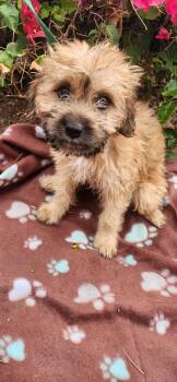Suede -  Goldendoodle and Shih Poo Dog for Adoption in Torrance, California - Suede | PetCurious