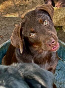 Phyllis from The Office -  Chocolate Labrador Retriever Dog for Adoption in Okolona, Mississippi - Phyllis From The Office | PetCurious