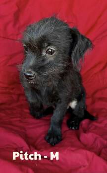 Terrier Dogs Available for Adoption - Pitch | PetCurious