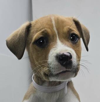 Boxer Dogs Available for Adoption in Newport, Tennessee - Blissey | PetCurious