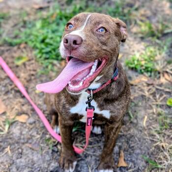 Rescue Terrier Dogs for Adoption in Savannah, Georgia - Bop-It | PetCurious