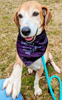 Pongo Beaufort -  Retriever and Hound Dog for Adoption in Rockaway, New Jersey - Pongo Beaufort | PetCurious