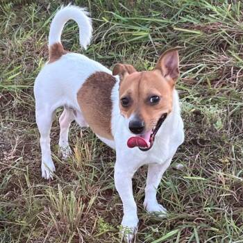 Rescue Jack Russell Terrier and Mixed Breed Dogs for Adoption in Tomball, Texas - Scooby | PetCurious